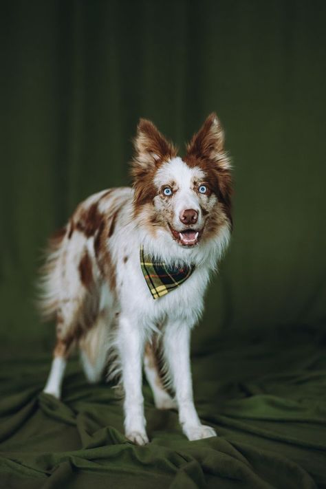 Red Merle Border Collie, Red Border Collie, Dog Coffee, Border Collies, Sporting Dogs, Shelter Dogs, Border Collie, Photo Studio, Dogs And Puppies