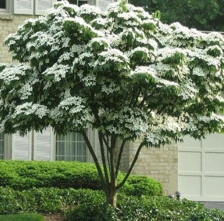 Kousa Dogwood Tree, Kousa Dogwood, Cornus Kousa, Dogwood Blooms, Dogwood Tree, Cascading Flowers, Flowering Tree, Alpine Plants, Dogwood Trees