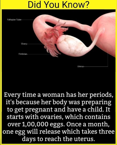 Preparing To Get Pregnant, Period Health, Learn Biology, Human Body Facts, Basic Anatomy And Physiology, Medical Videos, Interesting Science Facts, Biology Facts, Amazing Science Facts