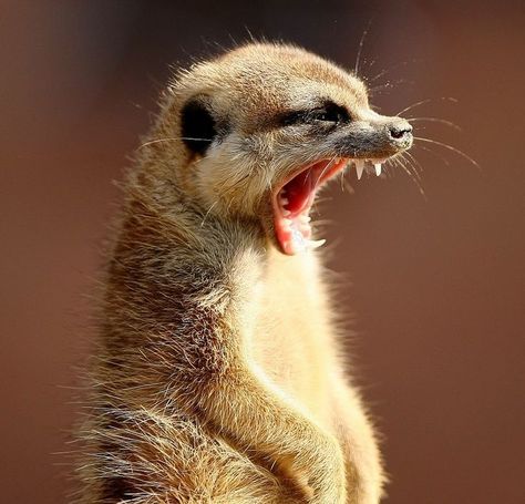 Yawning Animals, Reptiles, Kangaroo, Animals