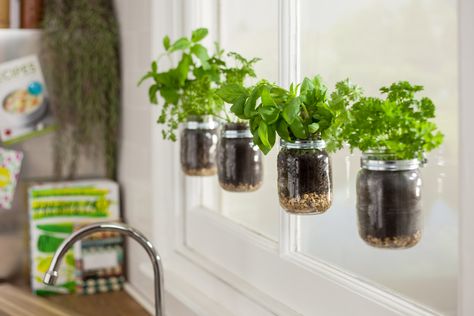 Bring your garden indoors: Learn how to make a floating herb garden with mason jars and Sugru. Bring a garden indoors with this DIY project! Interior Gardens, Window Herb Garden, Mason Jar Herb Garden, Window Plants, Floating Garden, Hanging Mason Jars, Indoor Herb Garden, Culinary Herbs, Herbs Indoors