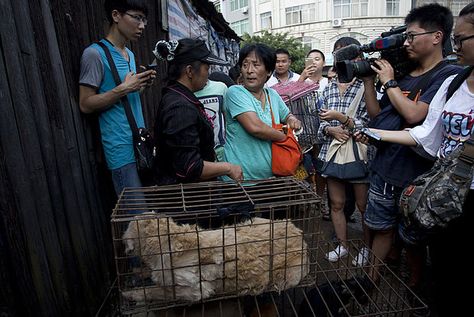 Yulin dog meat festival: Thousands of animals slaughted in China, in pictures - Telegraph Yulin Dog Festival, Dog Festival, Meat Festival, Chinese Woman, Real Monsters, Happy Stories, Animal Rights Activist, Animal Rights, Female Travel