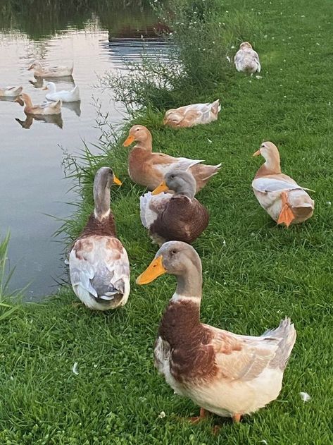 Duck Aesthetic, Duck Photography, Farm Dream, Backyard Flowers Garden, Pet Ducks, Animals Photography, Cottage In The Woods, Animal Sanctuary, Hobby Farms