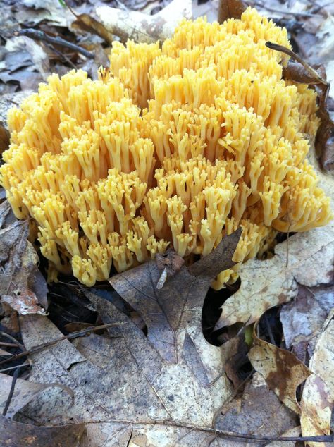 Coral Mushrooms, very common up here although the flavor is not that great i have not had a chance to try it yet a recipe for pickle them Coral Mushroom, Edible Wild Mushrooms, Look Alikes, Mushroom Broth, Morel Mushroom, Edible Mushrooms, Mushroom Hunting, Wild Mushroom, Mushroom Fungi