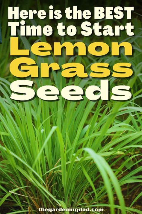 Lemongrass Plant, How To Grow Lemon, Bucket Gardening, Grass Seed, Small Farm, Growing Seeds, Growing Herbs, Medicinal Herbs, Lemon Grass