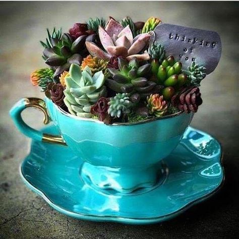 Vintage Teacup Succulent Planters........... #PlantAGarden #GreenLiving #Garden #Flowers #Plants #Handmade #DIY #Craft #Reuse #Repurpose #Environment #Upcycle #Planter #Succulents Mini Garden Ideas, Kaktus Dan Sukulen, Teacup Gardens, Succulent Garden Diy, Succulent Gardening, Succulent Terrarium, Succulent Arrangements, Cactus Y Suculentas, Succulents Diy