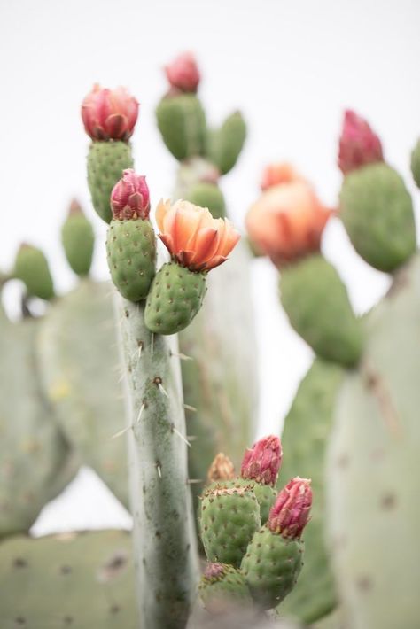 Prickly Pear Cactus Tattoo, Prickly Pear Photography, Cactus Photoshoot, Cactus Inspiration, Prickly Pear Flowers, Cactus Photography, Cactus Poster, Blooming Cactus, Pear Cactus