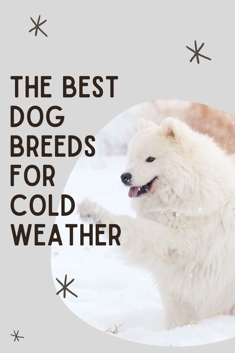 the best dog breeds for cold weather and samoyed high five-ing Great Swiss Mountain Dog, Cold Weather Dogs, Swiss Mountain Dogs, Tibetan Mastiff, Siberian Huskies, Best Dog Breeds, Winter Adventure, Saint Bernard, Mountain Dogs