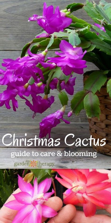 Christmas Cactus Care, Christmas Cactus Plant, Easter Cactus, Cactus Care, Christmas Plants, Succulent Gardening, Christmas Cactus, Cactus Y Suculentas, Interior Garden