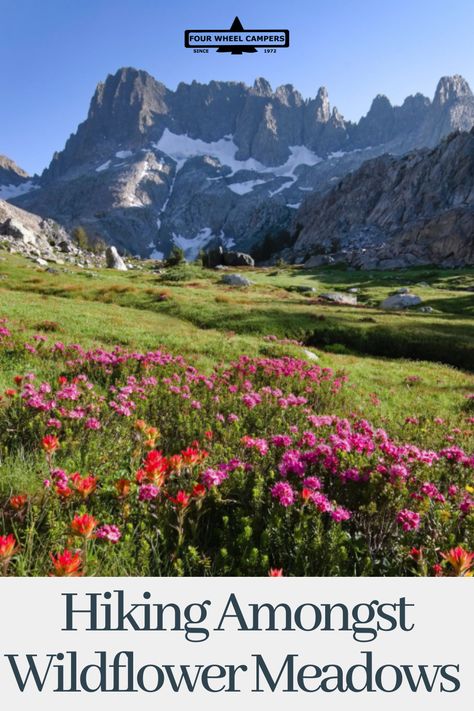 Wmbark on a summer hike through the Sierra Nevada mountains to witness natures's stunning display of wildflower in full bloom. - #FWC #fourwheelcampers #nomad #wanderlust #flowers #floral #wildflowers #explore #overlanding #fourwheelcampers #flowerviewing #truckcamper #camping #adventure #slideincamper#pickuptruckcamper #flatbedcamper #outdoors #hikingadventure #hikingtrails #views #outdoors #nature #naturephotography #offroading #truckbedcamper #nomad #hikingtrails #campsites #campgrounds Chino Hills State Park, Forest Village, California Wildflowers, California Parks, Purple Wildflowers, Nevada Mountains, Summer Hike, Alpine Meadow, Spring Wildflowers