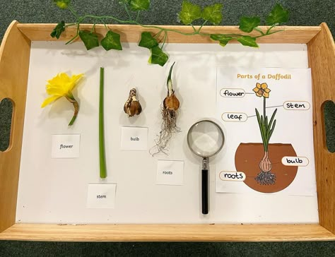 St John’s Nursery on Instagram: “Spring has sprung! Today we planted seeds & looked at the different parts of a flower. The children were also invited to create…” Plants Year 1, Seeds Crafts Preschool, Parts Of A Plant Kindergarten, Nature Play Ideas, Flower Activities, Nature Kindergarten, Plants Kindergarten, Montessori Science, Science For Toddlers