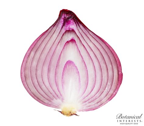 Did you know?: An onion bulb is not a root but rather an underground stem made up of modified leaves. The number of above ground leaves is equal to the number of leaves in the bulb or onion rings. Junk Foods, Vegetable Quinoa, Onion Bulbs, Delicious Soup Recipes, Fiber Rich Foods, Seed Catalogs, Good Sources Of Protein, Vegetable Seeds, The Onion