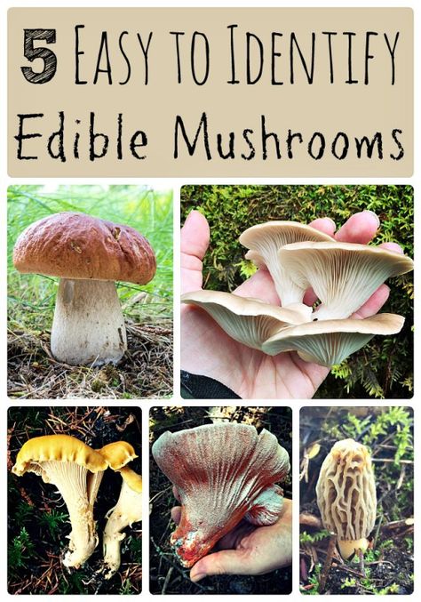 5 easy to identify edible mushrooms... perfect for the novice forager like myself! Queer Cottagecore, Herb Foraging, Edible Wild Mushrooms, Growing Mushrooms At Home, Mushroom Identification, Wild Foraging, Forest Mushrooms, Glowing Mushrooms, Wild Food Foraging