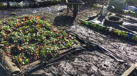 Woodchip Pathways, Veg Patch, Tree Surgeons, Vegetable Bed, Master Board, Garden Stakes, Kitchen Garden, Raised Garden, Garden Paths