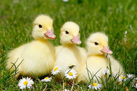 Farm Animals Pictures, Duck And Ducklings, Pet Ducks, Cute Ducklings, Baby Farm Animals, Baby Chickens, Baby Ducks, Airbrush Art, Cute Funny Animals