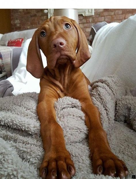 Hungarian Visla Puppy, Pfp Animal, Vizsla Dog, Puppy Pose, Tattoo Nature, Hungarian Vizsla, Vizsla Dogs, Teacup Chihuahua, Vizsla Puppy