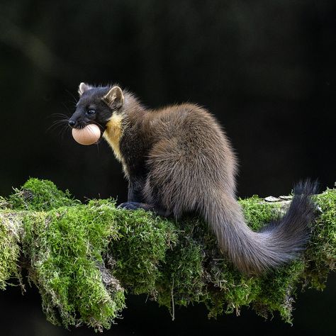 Pine Marten Marten Animal, European Pine Marten, Pine Marten Tattoo, American Pine Marten, Pine Marten, Beautiful Creatures, Hunting, Art Reference, Birds