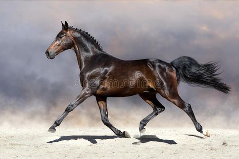 Horse Galloping Photography, Horse Reference Photos, Horse Trotting, Trotting Horse, Horse Poses, Desert Horse, Horse Room, Horse Reference, Horse Art Drawing