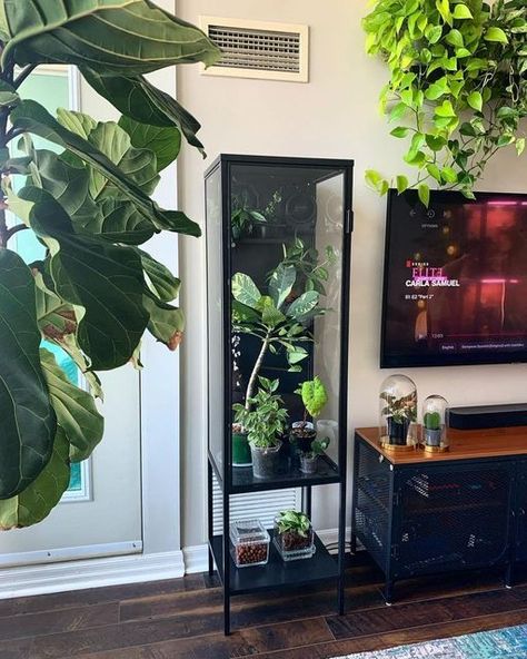 Ikea Rudsta Tall Greenhouse, Plants South Facing Window, Rudsta Tall Greenhouse, Ikea Rudsta Ideas, Rudsta Greenhouse Cabinet, Ikea Rudsta Greenhouse, Rudsta Ikea Cabinet, Ikea Plant Cabinet, Plant Cabinet Display