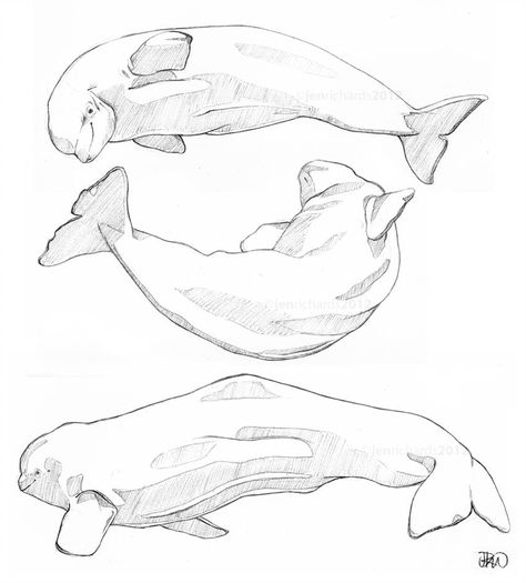 Beluga sketches by odontocete Beluga Whale Illustration, Beluga Illustration, Beluga Drawing, Whale Reference, Beluga Whale Drawing, Beluga Whale Tattoo, Whale Sketch, Underwater Drawing, Marine Life Art