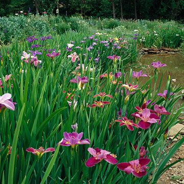 Water Garden Plants, Louisiana Iris, Bog Plants, Plants Vs Zombies 2, Bog Garden, Fountains Backyard, Pond Landscaping, Natural Pond, Backyard Water Feature