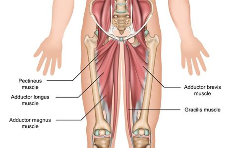 Piriformis Syndrome Exercises, Adductor Workout, Myofascial Release Massage, Hip Flexor Exercises, Straight Leg Raise, Isometric Exercises, Core Strengthening Exercises, Piriformis Syndrome, Lateral Lunges