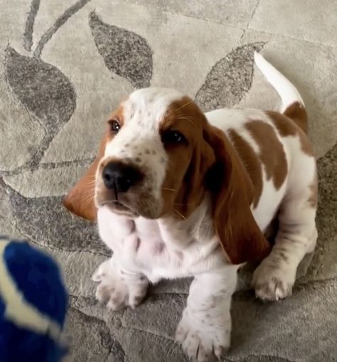 Cute Basset Hound Puppy, Bassett Hound Drawing, Basset Hound Photoshoot, Basset Hound And Cat, Basset Puppies, Cutee Animals, Hound Puppies, Basset Hound Dog, Basset Hound Memes