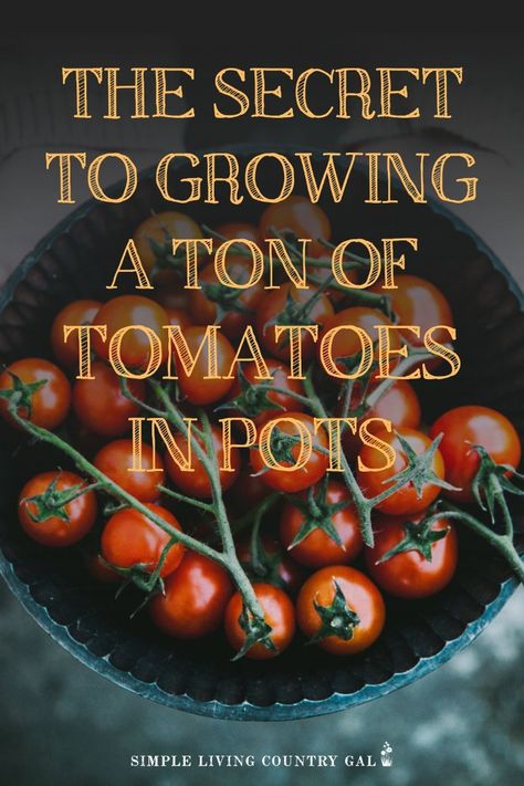 How to grow tomatoes in pots. Tips on growing huge tomatoes in containers on your porch. How to have a garden right outside your own back door. Gardening tips for beginners and a step by step on how to grow veggies in pots. How To Grow Cherry Tomatoes In A Pot, How To Grow Tomatoes In A Pot, Veggies In Pots, Quinoa Recipes Healthy Easy, Earth Interior, Growing Tomatoes In Pots, How To Grow Cherries, Growing Cherry Tomatoes, Tomatoes In Pots