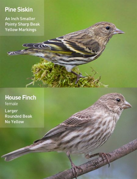 Bird In Hand Pennsylvania, Pennsylvania Birds, Birds Of Washington State, Canadian Birds, Birds Of Maryland, Backyard Birds Of Minnesota, Pine Siskin Bird, Michigan Birds, Pine Siskin