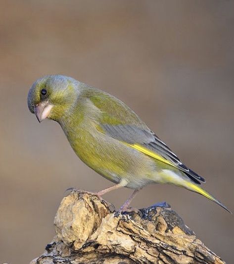 Gold Finch Bird, Hawfinch, Finch Bird, Greenfinch, Chaffinch, Bullfinch, Mediterranean Garden, Goldfinch, Bird Photography