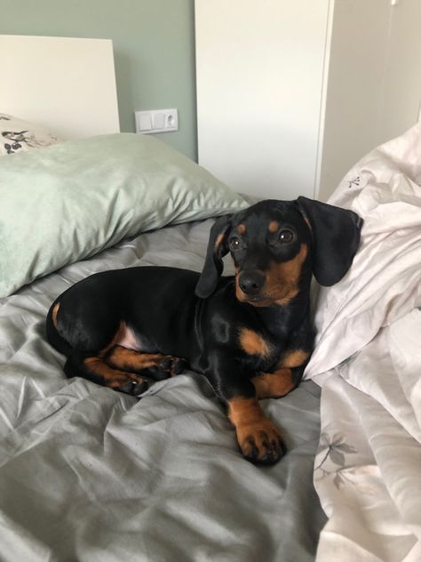 Black And Tan Mini Dachshund, Dachshund Dog Aesthetic, Dashund Dog Aesthetic, Dashaund Dogs, Weener Dogs Puppies, Wiener Dog Aesthetic, Daushands Puppies, Weiner Dog Aesthetic, Dachshund Short Hair