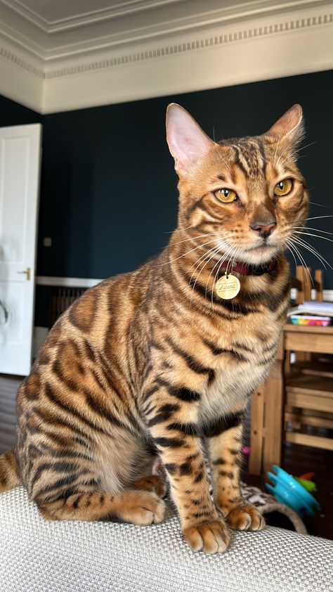 Bengal cat Brown Bengal Cat, Anime Cat Art, Bengal Cat Facts, Gato Bengali, Aesthetic Cat Drawing, Bengal Cat Kitten, Tips Kesehatan, Animals Tattoo, Tattoo Nature