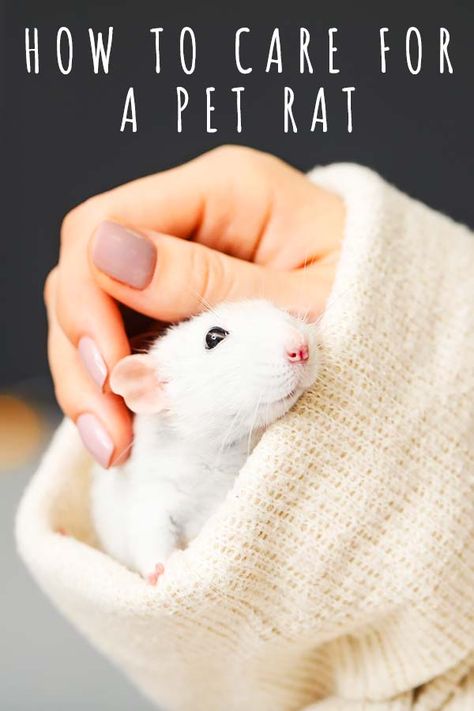 Pet Rat Care - Discover How To Care For A Pet Rat Rat Care Tips, Homemade Rat Cage Ideas, Pet Rats Cute, Pet Rat Care, Rat Pet, Pet Rat Cages, Rat Care, Frat House, Pet Rodents