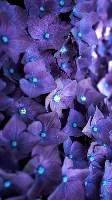 Future Dusk, Hydrangea Flower, Butterfly Wallpaper, Trend Forecasting, Flowers Nature, Aesthetic Makeup, Cartoon Wallpaper, Color Trends, Hydrangea