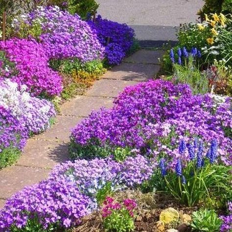 Rock Cress Cascading (Aubrieta Hybrida Superbissima Cascade Mix) - If you want a low growing plant to hang out of baskets, hang over a rock wall, or just add to your landscaping color, this Aubrieta cascading Rock Cress mix is a perfect choice. Rock cress looks beautiful cascading over rock walls and has blooms of blue, red, and purple in spring through summer.  Season: Perennial USDA Zones: 4 - 9 Height: 4 inches Width: 24 inches Bloom Season: Mid spring to early summer Bloom Color: Mix Growth Ground Cover Seeds, Perennial Ground Cover, Garden Calendar, Ground Cover Plants, Garden Borders, Fragrant Flowers, Landscaping With Rocks, Flowers Perennials, Ground Cover