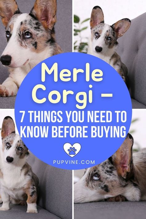 Cardigan Welsh Corgi Puppies, Blue Merle Corgi, Merle Corgi, Corgi Clothes, Corgi Tattoo, Corgi Facts, Cardigan Corgi, Pembroke Welsh Corgi Puppies, Cute Corgi Puppy