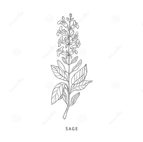 Sage Plant Drawing, Sage Plant Tattoo, White Sage Plant, Sage Tattoo, Sage Plant, Drawing Pictures, Plant Tattoo, Plant Drawing, White Sage