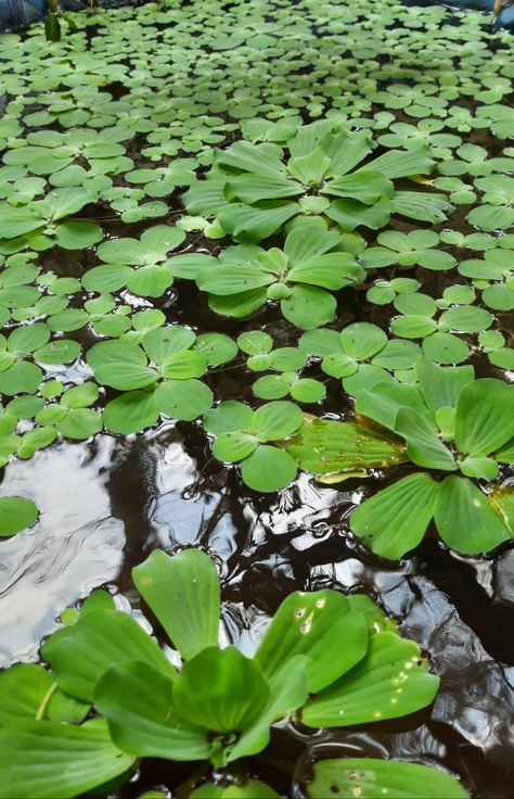 Guppy Pond, Lily Tattoos, Water Lily Tattoos, Cabbage Plant, Aquatic Plant, Lily Tattoo, Aquatic Plants, Water Lily, Flower Lover