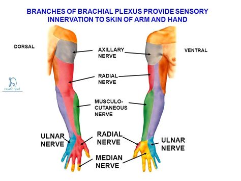 Median Nerve:Course,Motor,Sensory & Common Injuries Carpal Tunnel Relief Exercises, Upper Limb Anatomy, Carpal Tunnel Surgery, Nerve Anatomy, Cranial Nerves Mnemonic, Carpal Tunnel Relief, Shoulder Pain Exercises, Radial Nerve, Ulnar Nerve