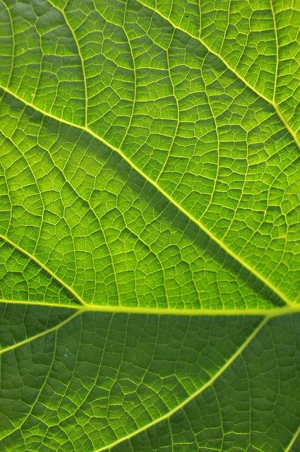 This is a close up of a leaf. I love how the veins look like the inside of a plant cell which I have also been looking at. Leaf Close Up Texture, Close Up Leaves, Leaf Close Up, Texture Plant, Spring Texture, Leaves Texture, Plant Cells, Lines Texture, Leaf Structure