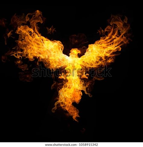 Eagle Fire On Black Stock Illustration 1058915342 | Shutterstock Phoenix Bird Images, Phoenix Artwork, Bird Photos, Phoenix Bird, Fire Bird, Bird Photo, Painting Inspiration, Image Illustration, Of My Life