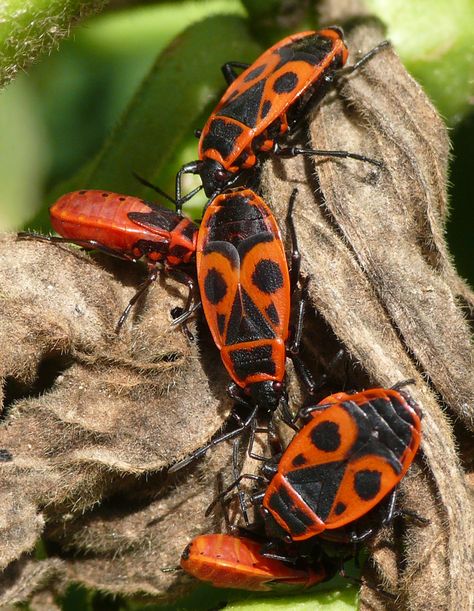 Max Planck, Vulture Culture, Plant Seeds, Central Europe, Planting Seeds, Beautiful Butterflies, Red And Black, Bugs, Insects