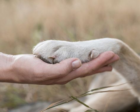 Side view of person holding dog's paw | Free Photo #Freepik #freephoto #dog Animal Shelter Fundraiser, Rv Pet, Adoption Photos, Paw Care, Dead Dog, Dog Yard, Dog Urns, Cremation Services, Pet Cremation