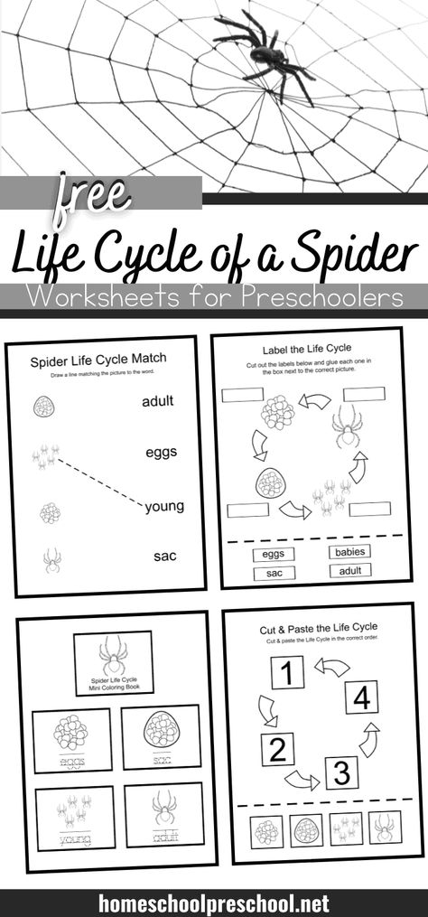 Add these spider life cycle activities to your upcoming fall and Halloween activities. Find four printable activity pages for preschoolers. Spider Life Cycle Preschool, Spider Lessons For First Grade, Spider Prek Activities, Spider Montessori Activities, Parts Of A Spider Free Printable, Life Cycle Of A Spider Preschool, Spider Life Cycle Craft, Spider Life Cycle Printable Free, Spider Lesson Plans For Preschool