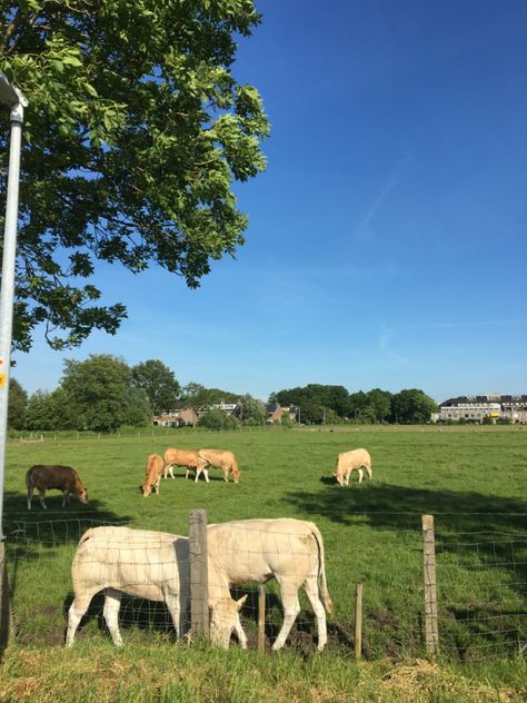 cows aesthetic landscape blue skies the netherlands Holland Netherlands Aesthetic, Netherlands Aesthetic Summer, Summer In Netherlands, Blue Country Aesthetic, Netherland Aesthetic, Nederland Aesthetic, Cows Aesthetic, Dutch Aesthetic, Netherlands Landscape