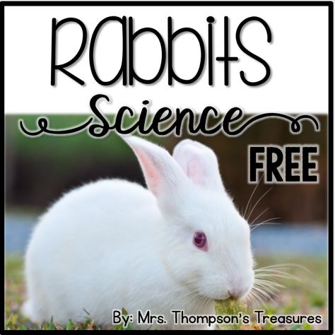 Free Rabbit Science Printables & Activities – Mrs. Thompson's Treasures Diagram Ideas, Easter Kindergarten, Science Printables, Writing Page, Spring Kindergarten, Rabbit Life, Nonfiction Writing, Kindergarten Lesson Plans, Spring Preschool