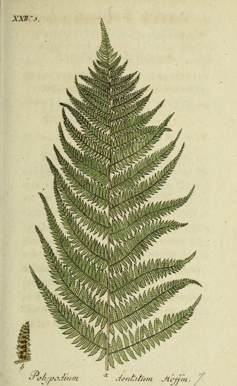 Fern Illustration, Botanical Collage, Fabric Book, Plant Illustration, Book Images, Blooming Flowers, Botanical Illustration, Vintage Images, Botany