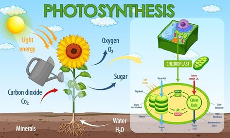 Diagram showing process of photosynthesis in plant Process Of Photosynthesis, Science Assignment, Newtons Laws, Science Writing, Primary Science, Cute Pink Background, Research Question, Natural Science, Science Student