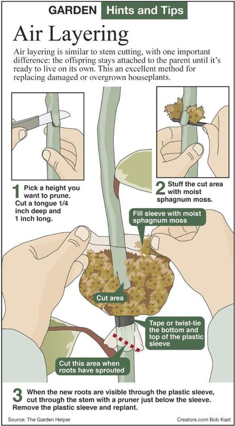 Propagate Plants, Layering Techniques, Air Layering, Bonsai Techniques, Vegetable Garden Tips, Climbing Hydrangea, Plant Propagation, Garden Nursery, New Roots