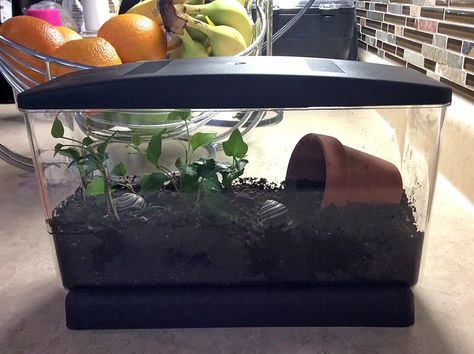 Snail Home Ideas, Snail Enclosure, Snail Terrarium, Snail Garden, Pet Garden, Snail Tank, Garden Snail, Pet Snails, First Pet